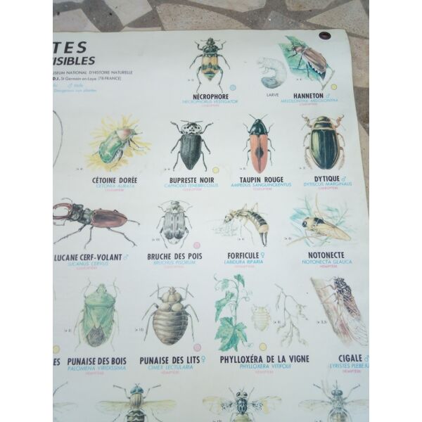 Affiche Scolaire Des Années 70 Insectes Utiles Et Nuisibles Selency