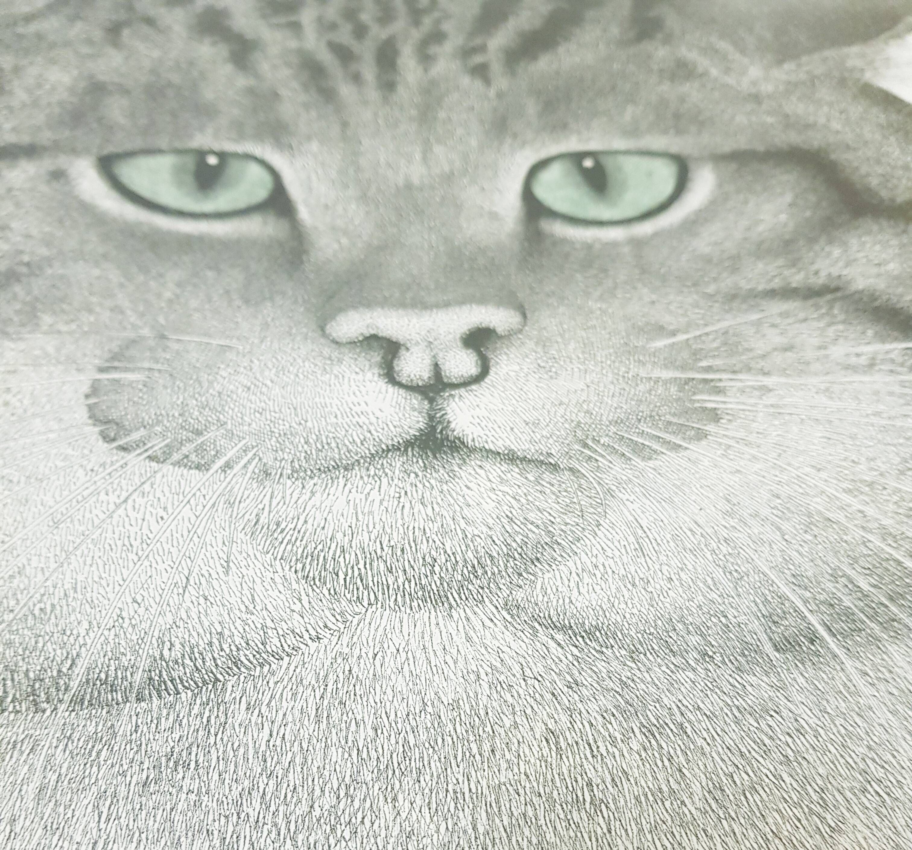 70's wild cat protection poster