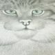 70's wild cat protection poster