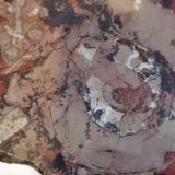 Fossilized coffee table