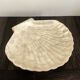 Cup / vacuum vintage pocket in the shape of mother-of-pearl shell