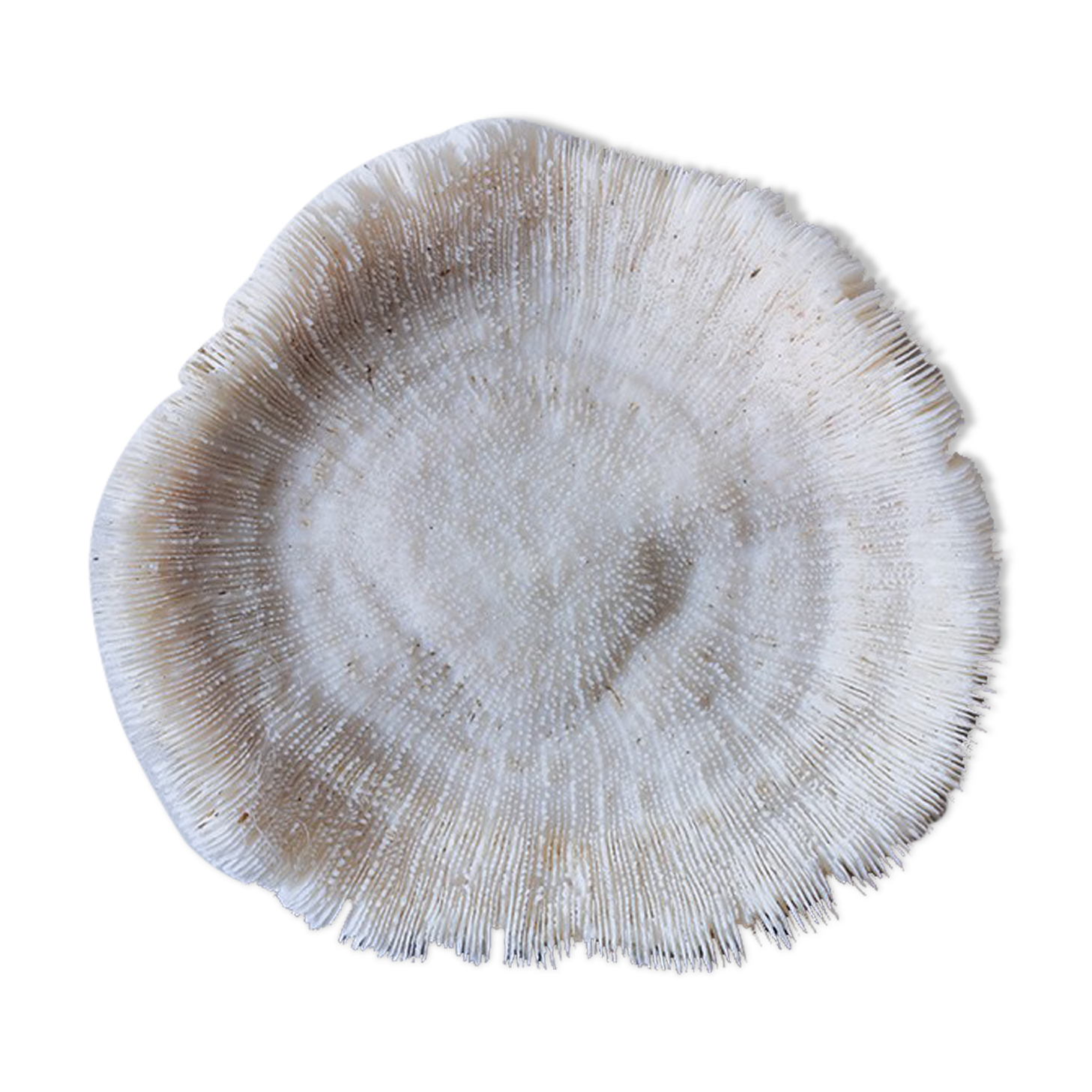 Corail fungia 14x12 cm