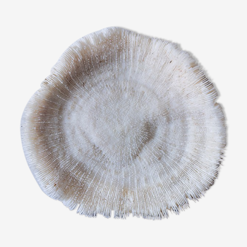 Corail fungia 14x12 cm