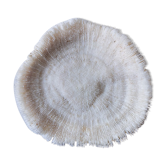 Corail fungia 14x12 cm