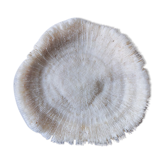 Coral fungia 14x12 cm