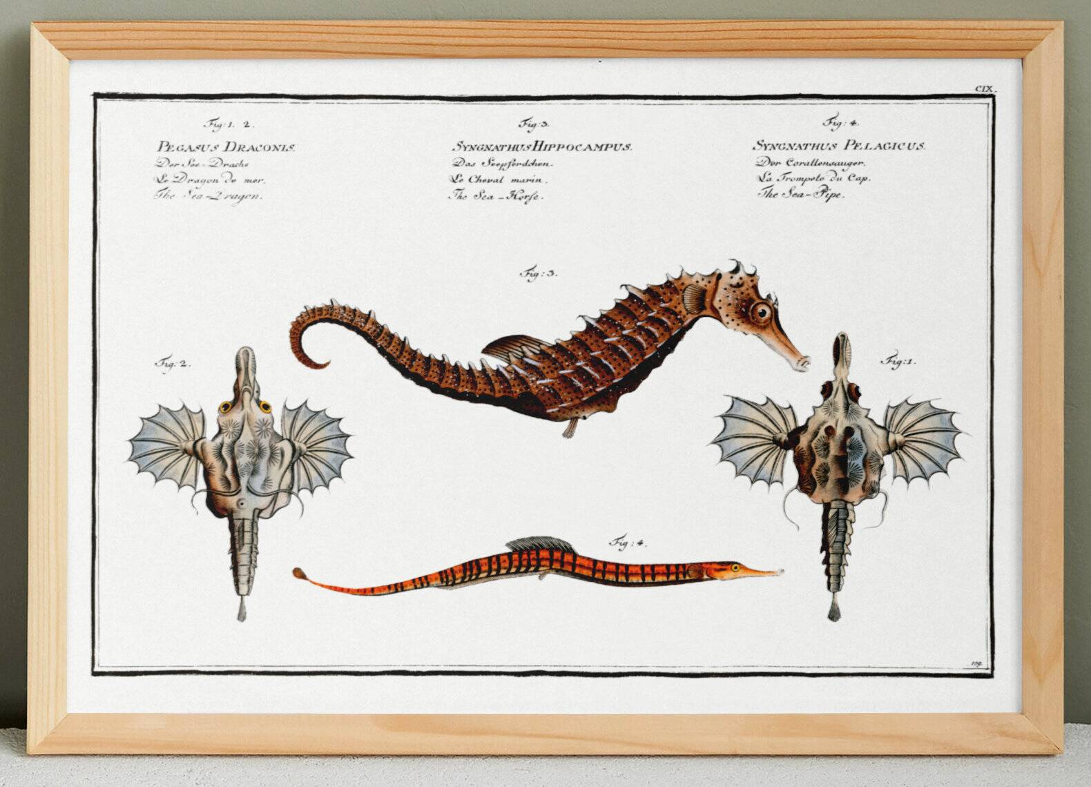 Poster about seahorses, sea dragons and trumpetfish