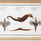 Poster about seahorses, sea dragons and trumpetfish