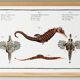 Poster about seahorses, sea dragons and trumpetfish