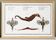 Poster about seahorses, sea dragons and trumpetfish