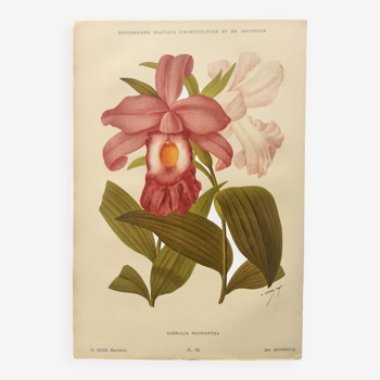 Gravure ancienne de fleur 1899 - Sobralia - Planche botanique vintage