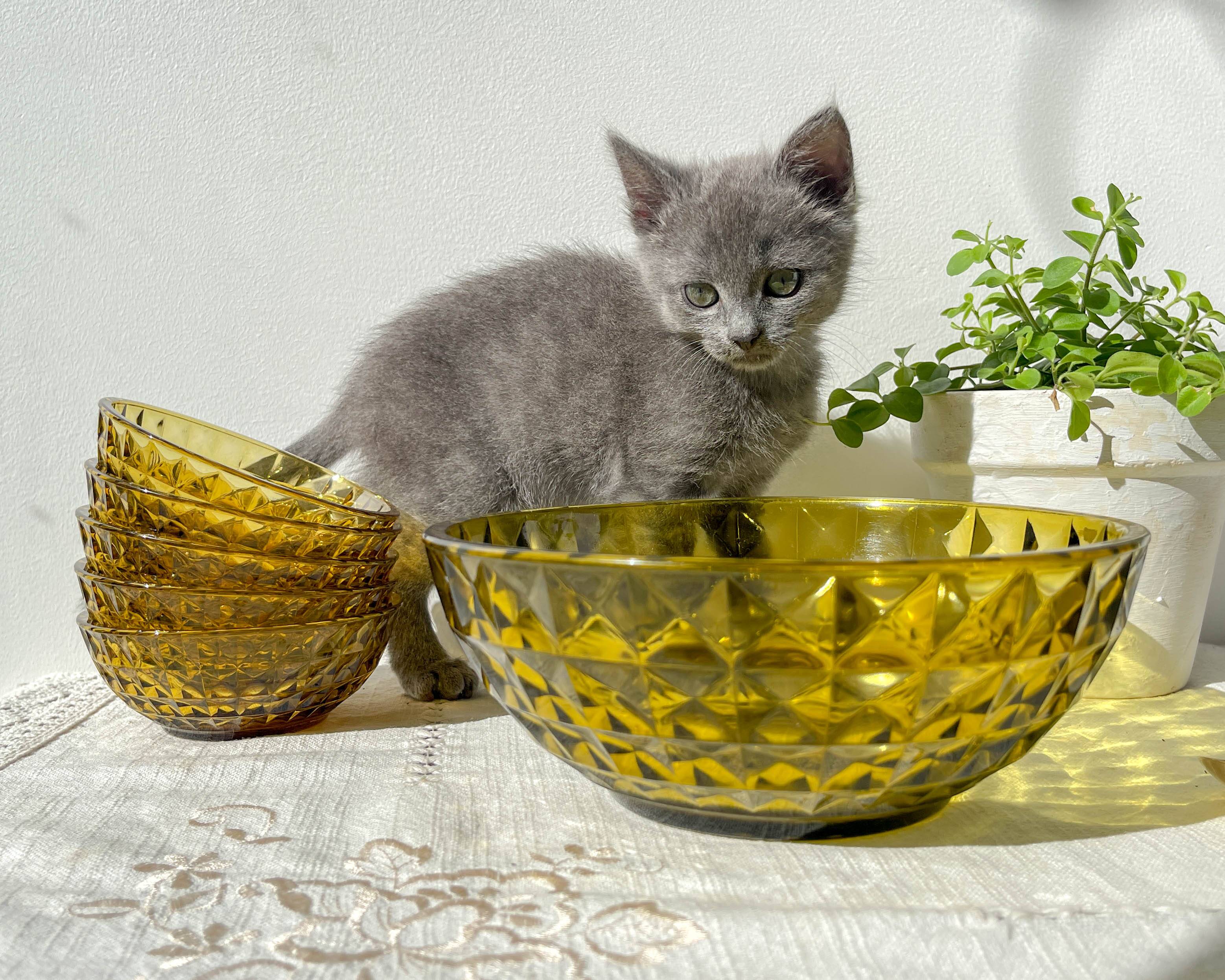 Vintage Amber Glass Dessert Set - 1 Salad Bowl + 5 Matching Bowls
