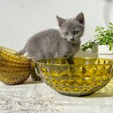 Vintage Amber Glass Dessert Set - 1 Salad Bowl + 5 Matching Bowls