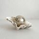 Natural shell holy water font empty pocket.