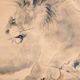 Lion - Japan - Signed Wada Raikyo (1896-1939)
