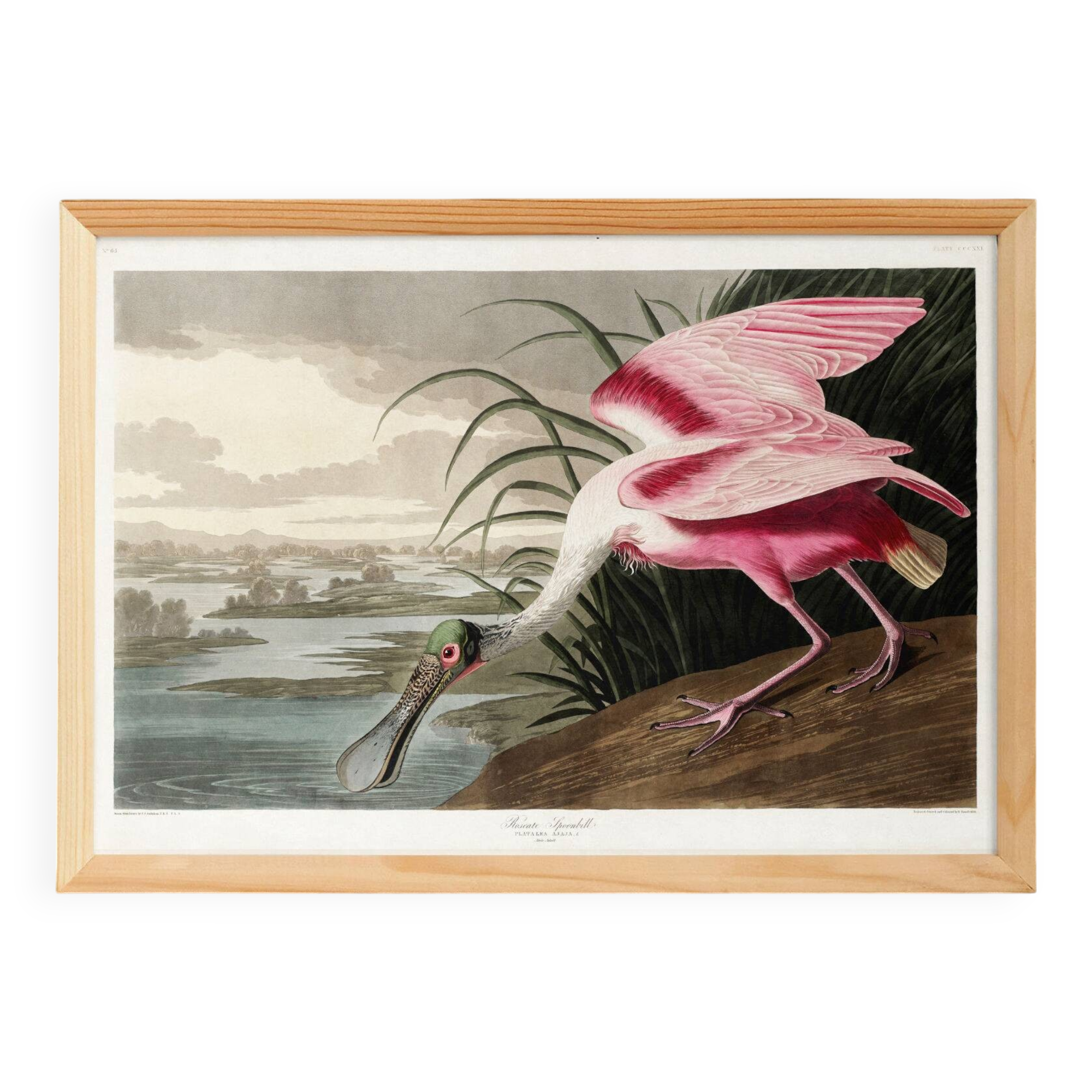 Poster about the Pink Spatula, based on an old engraving from 1827.