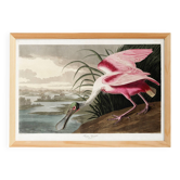 Poster about the Pink Spatula, based on an old engraving from 1827.