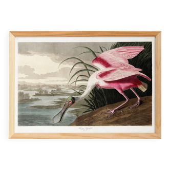 Poster about the Pink Spatula, based on an old engraving from 1827.