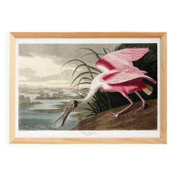 Affiche sur la Spatule rosée, d’après une gravure ancienne de 1827.
