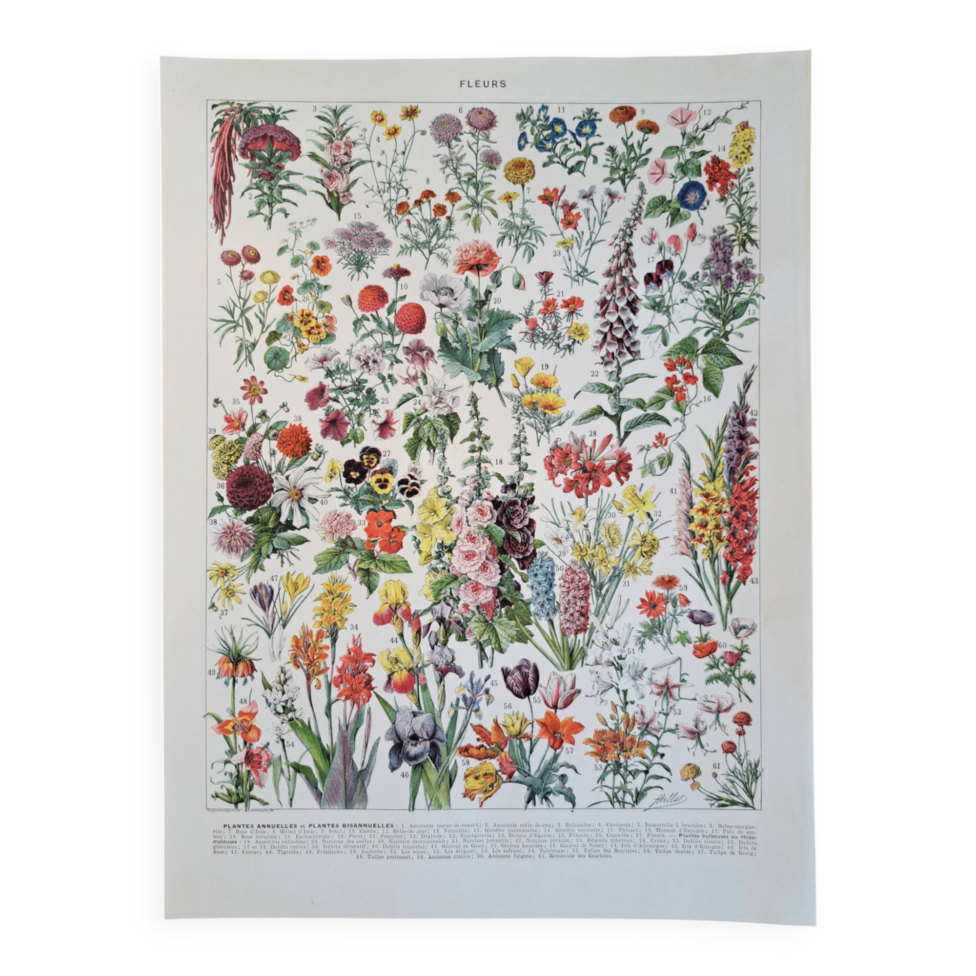 Old botanical plate "Flowers" – 1930