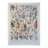 Ancienne planche botanique « Fleurs » – 1930