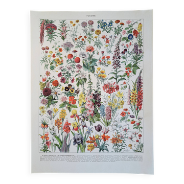 Old botanical plate "Flowers" – 1930