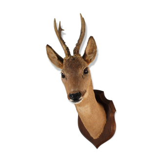 Deer hunting trophy