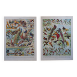 Original lithographs of farmyard birds and birds of paradise