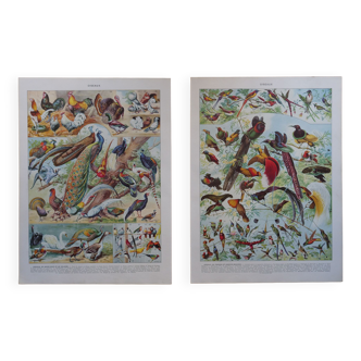 Original lithographs on backyard birds and birds of paradise