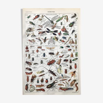 Botanical Plank Insects