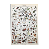 Botanical Plank Insects