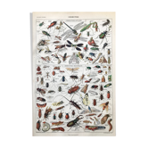 Botanical Plank Insects
