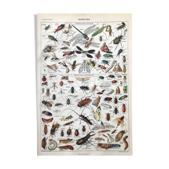 Botanical Plank Insects