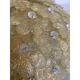 Early 21st Century Gold-Flowers Murano Glass Flush Mount