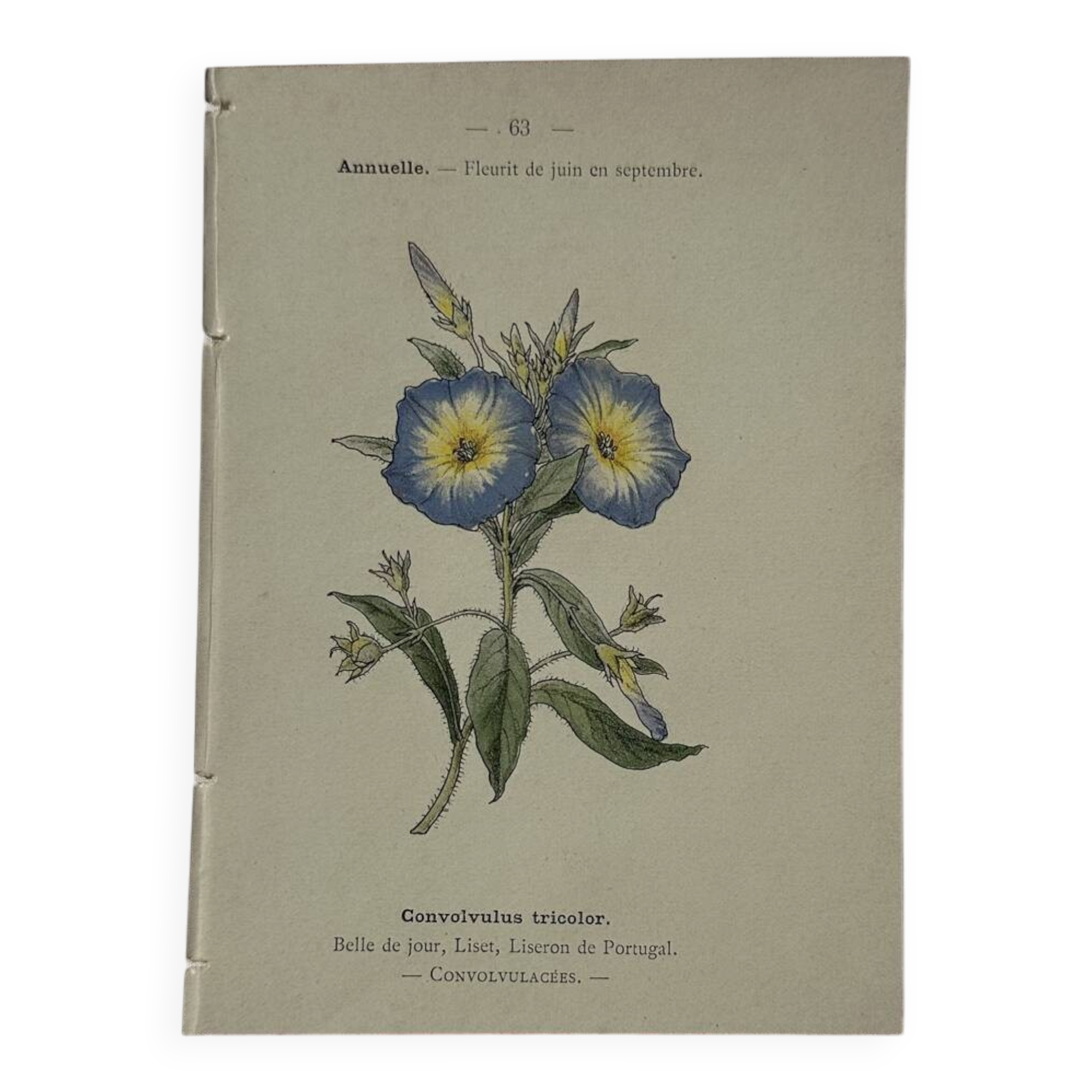 Botanical engraving Flower France double-sided coloured 1800