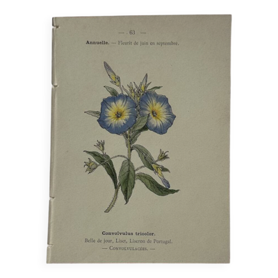 Gravure botanique Fleur France recto verso colorée 1800
