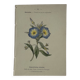 Botanical engraving Flower France double-sided coloured 1800