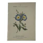 Botanical engraving Flower France double-sided coloured 1800