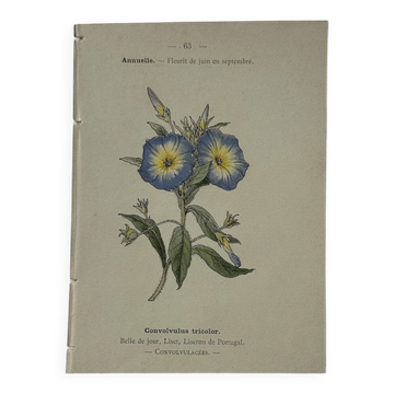 Gravure botanique Fleur France recto verso colorée 1800