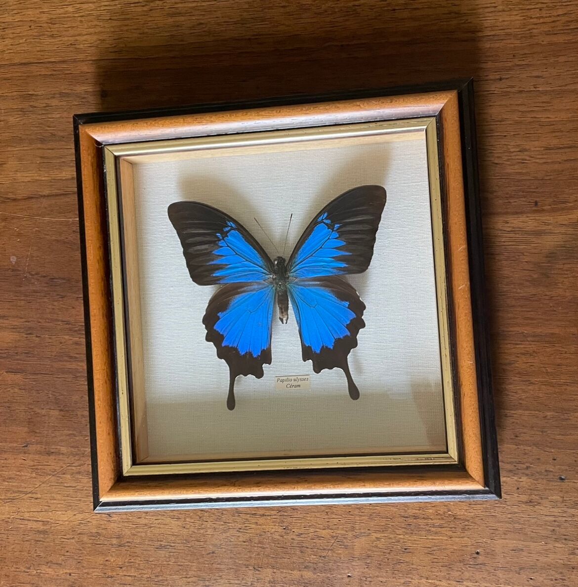 Naturalized butterfly frame