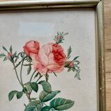 PJ Redouté pink framed lithograph