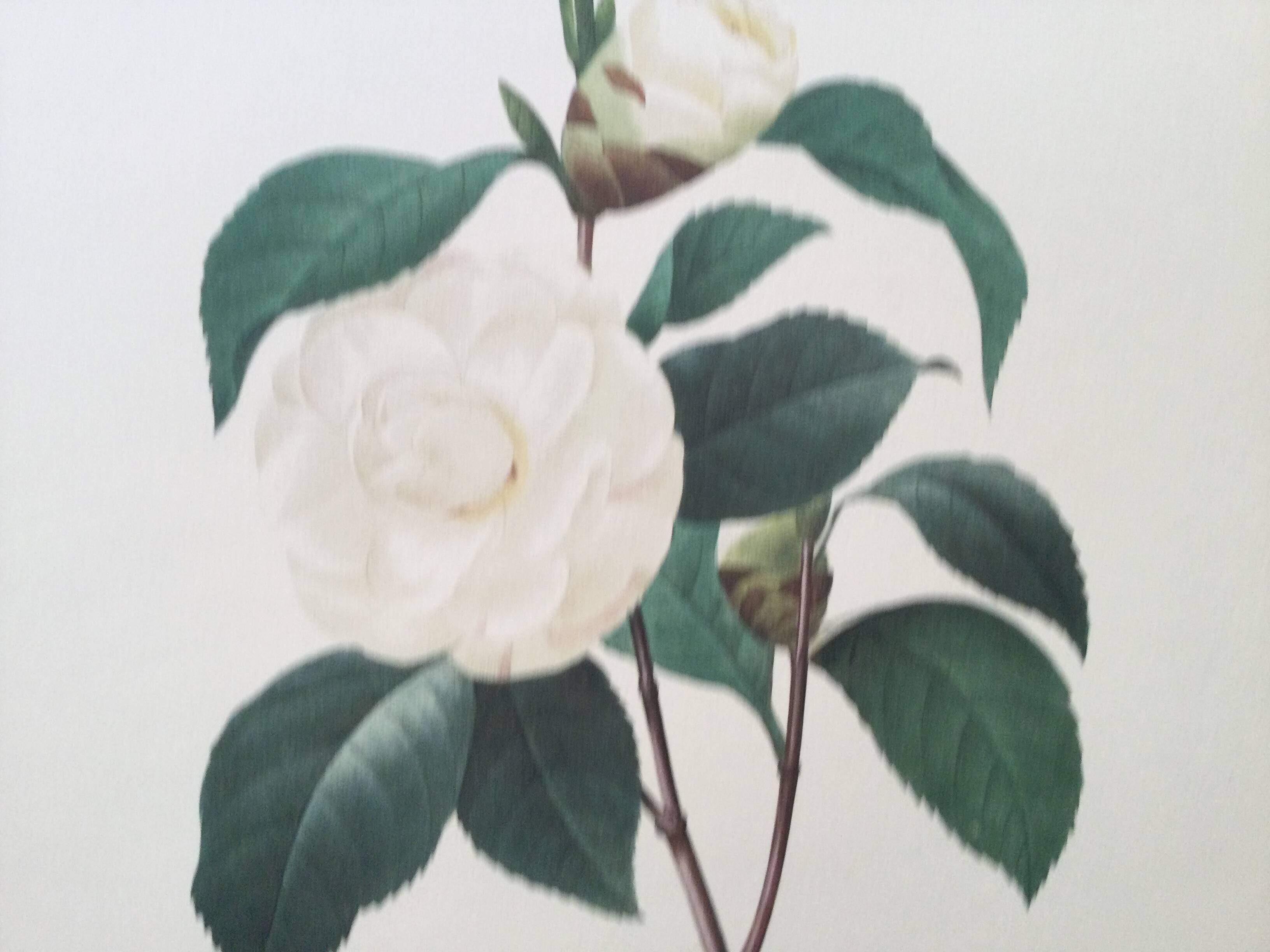 Vintage print Camellia flower white leaves 1960s