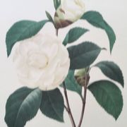 Impression vintage Fleur Camélia Feuilles blanches années 60