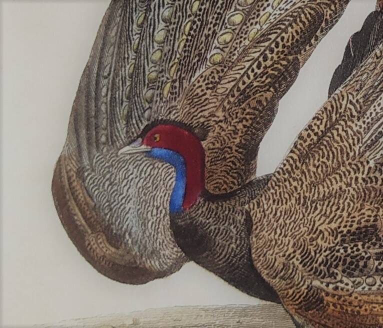 Ornithological Plate Buffon 1838 "the Argus"