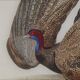 Ornithological Plate Buffon 1838 "the Argus"