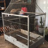 Bird cage