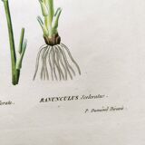 Gravure de fleur ancienne de 1829 - Renoncule Scerelate- Par P.A Poiteau.