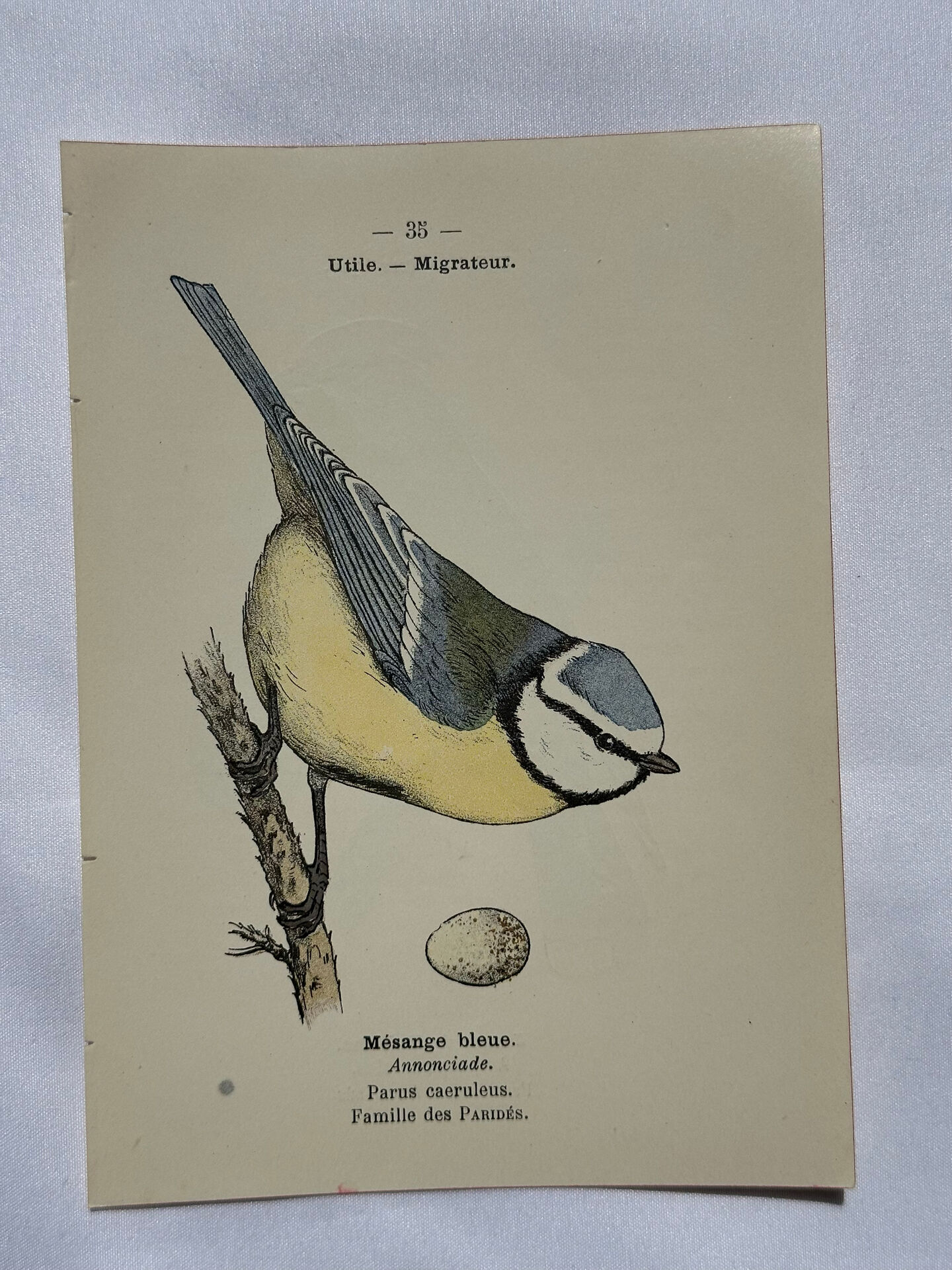 🐦 Botanical Plate Engraving of Birds Naturalist 19th Century Double-sided A