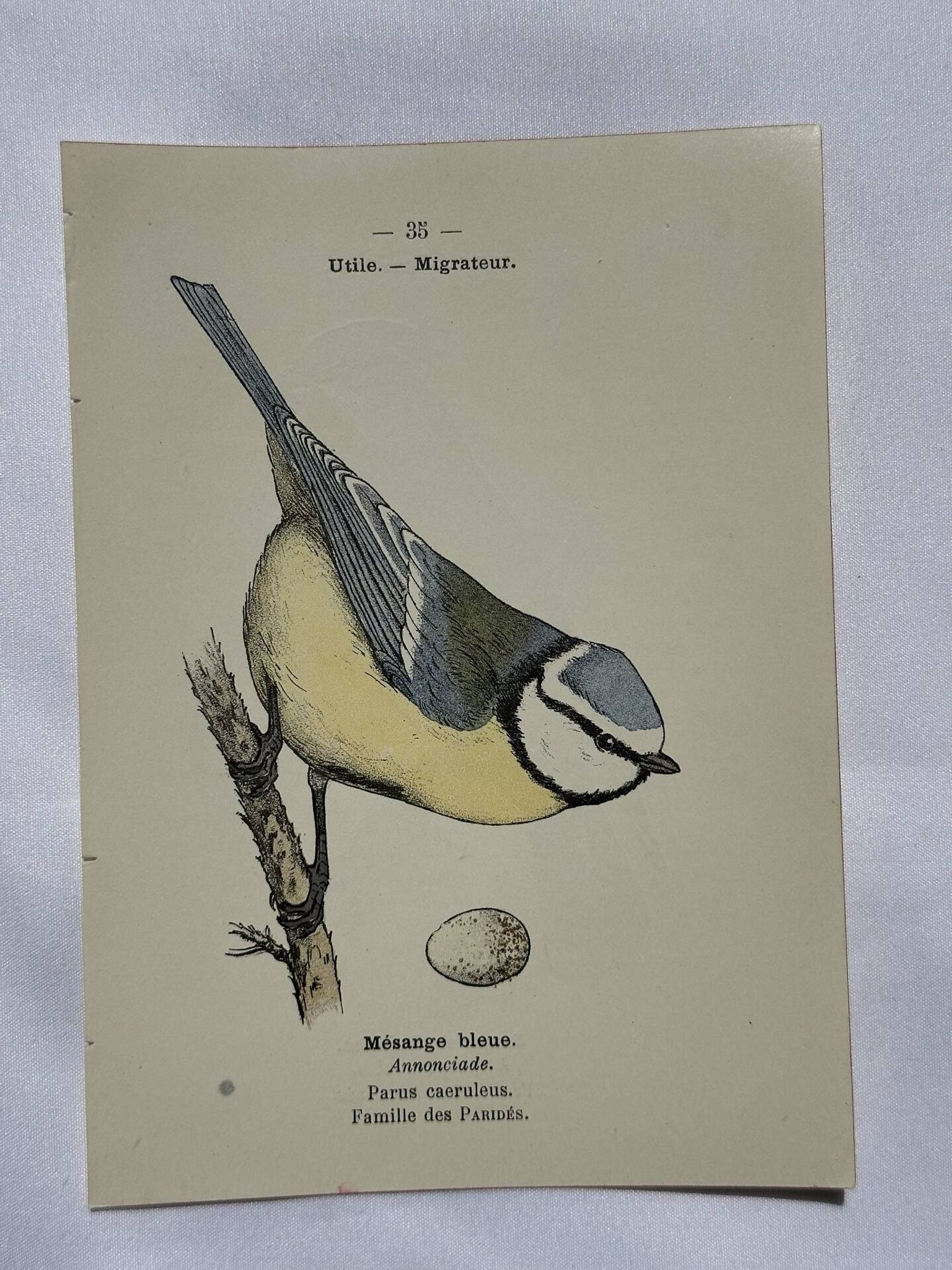 Planche Botanique Gravure oiseaux naturaliste  19eme recto verso  A