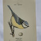 🐦 Botanical Plate Engraving of Birds Naturalist 19th Century Double-sided A