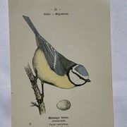 Planche Botanique Gravure oiseaux naturaliste  19eme recto verso  A